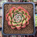 Echeveria Agavoides 'Happy' 2" Succulent Plant