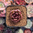 Echeveria sp. 1" Small Succulent Plant