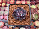 Echeveria 'Black Tan' 1" Succulent Plant