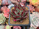 Echeveria Agavoides 'Johnny Walker' 2" Succulent Plant