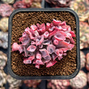Echeveria 'Trumpet Pinky' 2" Cluster Succulent Plant