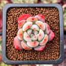 Echeveria 'Starmark' 1" Succulent Plant