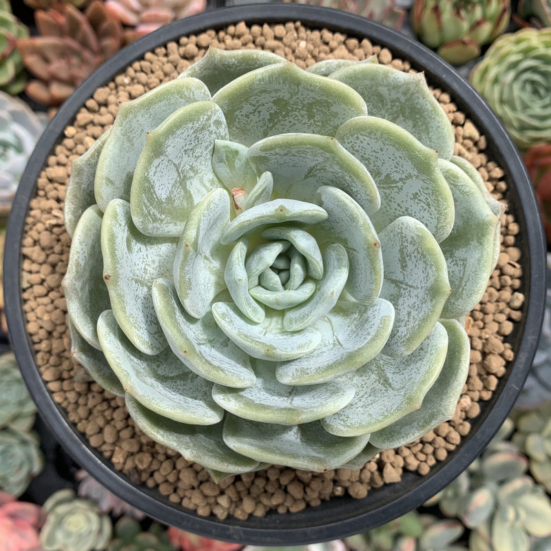 snow succulent Echeveria 'Snow Shower' 4" Powdery Succulent Plant – True Succulents Plant  Co