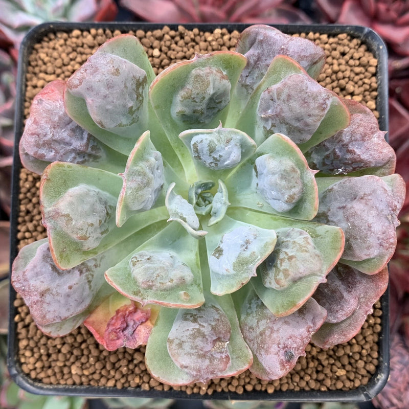 succulent pagoda Echeveria 'Pagoda' 3"-4" Succulent Plant – True Succulents Plant Co