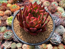 Echeveria Agavoides 'Morgain' 5" Succulent Plant