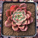 Echeveria Agavoides 'Star Boss' Lightly Variegted 2" Succulent Plant