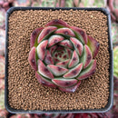 Echeveria Agavoides 'Fire Pillar' 2" Succulent Plant