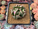 Echeveria 'Black Hawk' 2" Succulent Plant