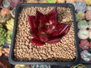 Echeveria Agavoides 'Luming' 3" Succulent Plant