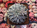 Echeveria 'Fantastic Fountain' 3" Succulent Plant