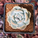 Echeveria 'Orange Monroe' 2" Succulent Plant