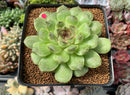 Echeveria Agavoides 'Amethyst' 3"-4" Succulent Plant