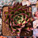 Echeveria Agavoides 'Lipstick' 3" Succulent Plant