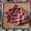 Echeveria Agavoides 'Red Ebony' 2" Succulent Plant