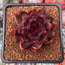 Echeveria Agavoides 'Nike' 2" Succulent Plant