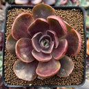 Echeveria 'Redtan' 2"-3" Succulent Plant