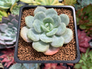 Echeveria 'Soulmint' 2" Succulent Plant
