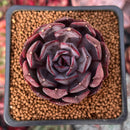 Echeveria 'Black Tan' 1" Succulent Plant