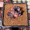 Echeveria 'Black Raccoon' 1" Succulent Plant