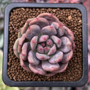Echeveria 'Ariel 1" Succulent Plant