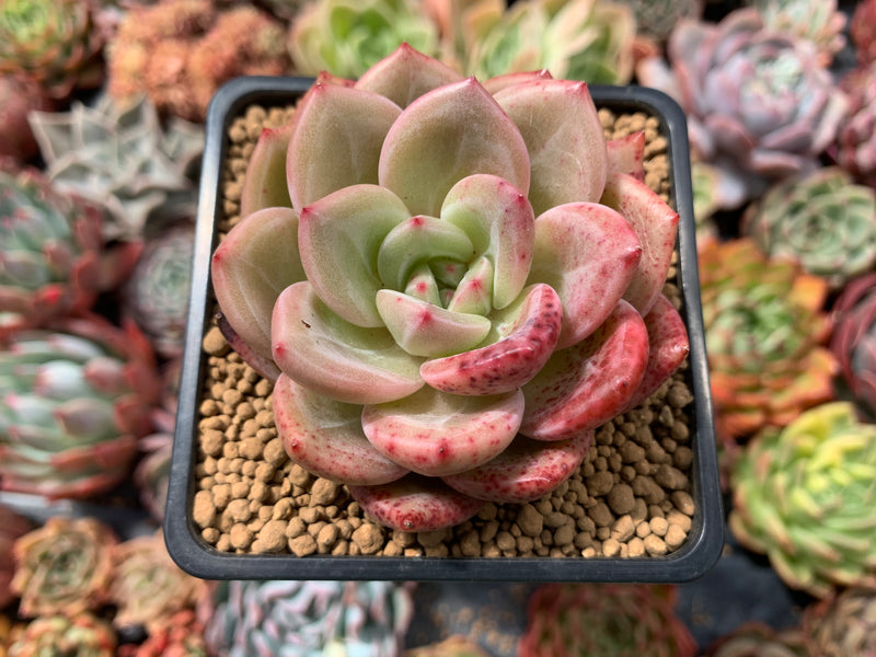pink rosette succulent Echeveria 'Pink Champaign' 3" Succulent Plant – True Succulents Plant Co