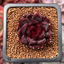 Echeveria Agavoides 'Nike' 1" Succulent Plant