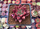 Echeveria Agavoides 'Fire Eagle' 2" New Hybrid Succulent Plant
