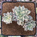 Echeveria 'Green Emerald' Variegated 3” Cluster Succulent Plant