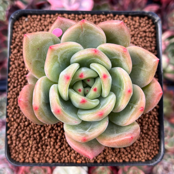 Echeveria 'Rainbow Charlotte' 2"-3" Succulent Plant