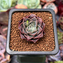 Echeveria 'Water Drop' 1" Succulent Plant