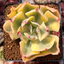 Echeveria 'Enfant' Variegated 3" Succulent Plant