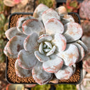 Echeveria Laui 3" Powdery Succulent Plant