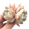 Echeveria 'Hosikage’ Double Head 3” Succulent Plant