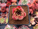 Echeveria Agavoides sp. 1" Succulent Plant