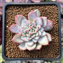Echeveria 'Shinebright' 1" Succulent Plant