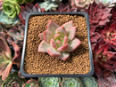Echeveria 'Shallot' 1" Succulent Plant