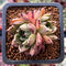 Echeveria Agavoides 'Super Beauty' 1" Cluster Succulent Plant