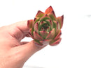 Echeveria Agavoides ‘Red Maria' Hybrid 2"-3" Rare Succulent Plant