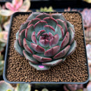 Echeveria Agavoides 'Black Eyes' 2" Succulent Plant