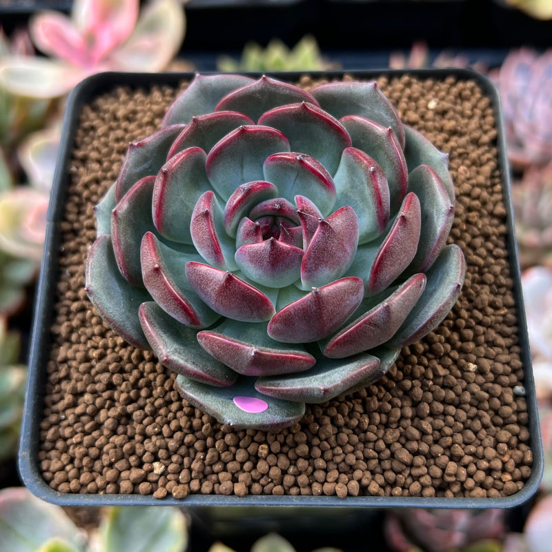 eye succulent Echeveria Agavoides 'Black Eyes' 2" Succulent Plant
