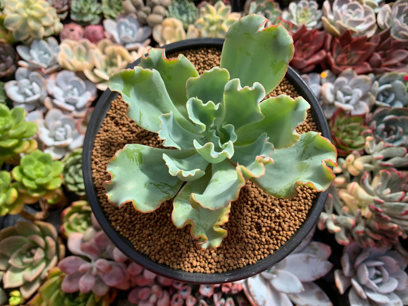 aquarius succulent Echeveria 'Aquarius' 3" Succulent Plant – True Succulents Plant Co