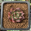 Echeveria 'Black Marvel' 1" Succulent Plant