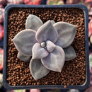 Echeveria 'Xichuensis' 2" Succulent Plant