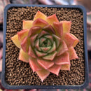 Echeveria Agavoides sp. 1" Succulent Plant