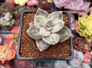 Echeveria 'Xichuensis' 2" Succulent Plant