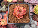 Echeveria sp. 1" Succulent Plant