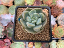 Echeveria 'Cream Puff' 2" New Hybrid Succulent Plant