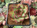 Echeveria Agavoides 'Fire Pillar' 2" Succulent Plant