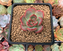 Echeveria Agavoides 'Glam Pink' 2" Succulent Plant