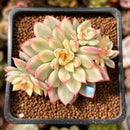 Echeveria 'Mebina' Variegated 2" Succulent Plant